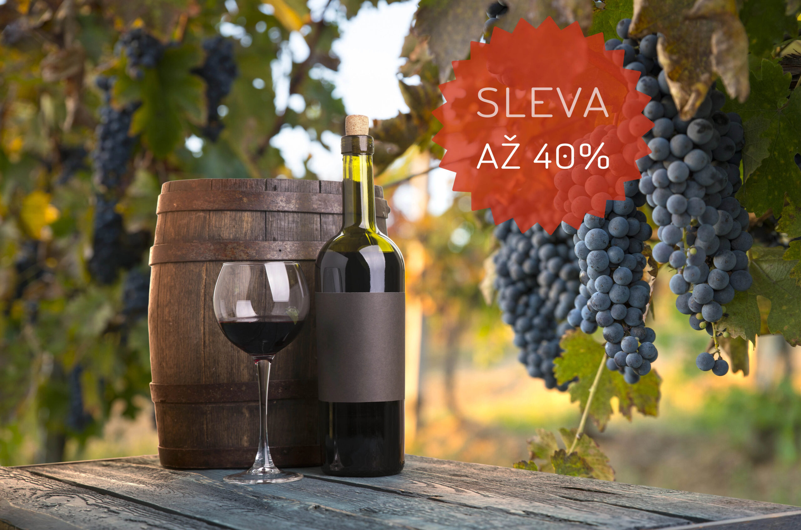 Vineyards at sunset in autumn harvest. Ripe grapes in fall.